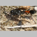 Ammophila sabulosa - Sandwespe 64d Sandwespe-oeffnet fremdes Nest - Sandgrube-Niedringhaussee.jpg